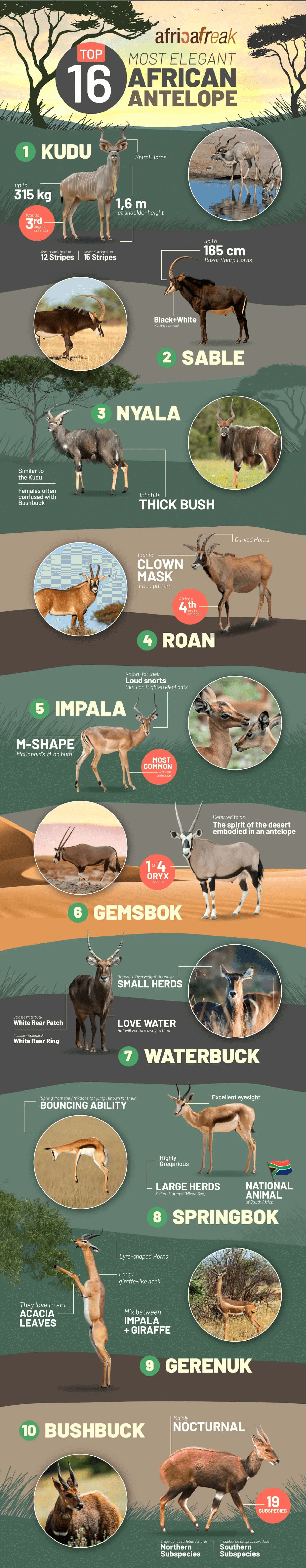 Most elegant African antelope