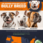 POPULAR BULLY BREEDS IN THE UNITED STATES